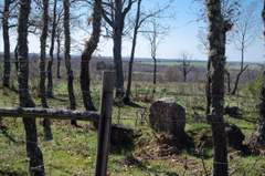 Imagen de SANTA MARÍA DEL MONTE DE CEA