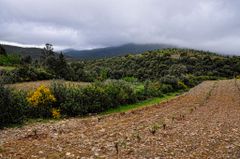 Imagen de COLMENAR DE MONTEMAYOR