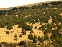 Imagen de ARÉVALO DE LA SIERRA