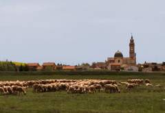 Imagen de MOLACILLOS